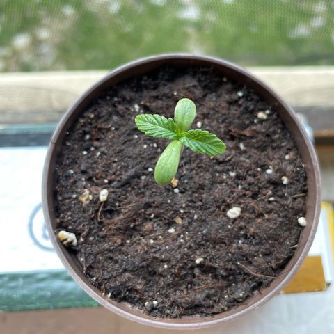 Skywalker OG Auto #1 growlog timeline photo