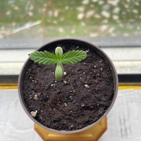Skywalker OG Auto #1 growlog timeline photo