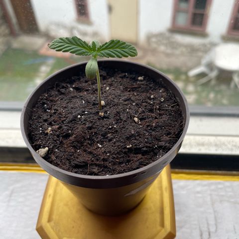 Skywalker OG Auto #1 growlog timeline photo