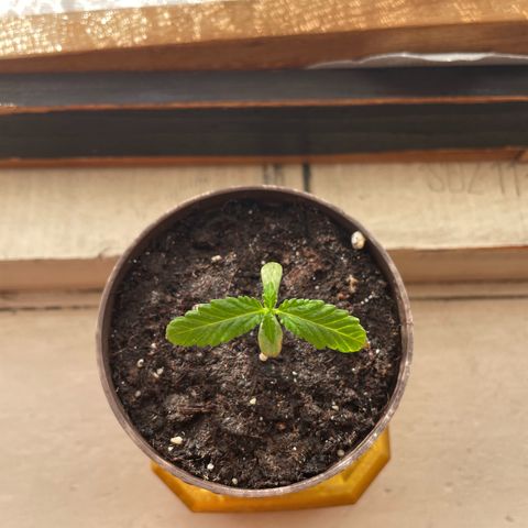 Skywalker OG Auto #1 growlog timeline photo