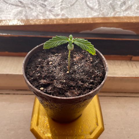 Skywalker OG Auto #1 growlog timeline photo