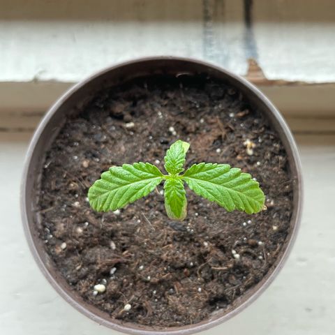 Skywalker OG Auto #1 growlog timeline photo