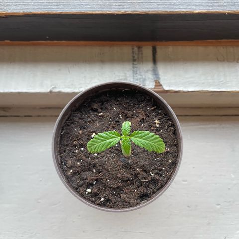 Skywalker OG Auto #1 growlog timeline photo
