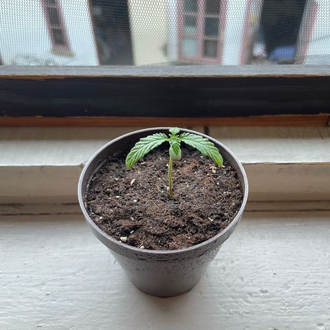 Skywalker OG Auto #1 growlog timeline photo