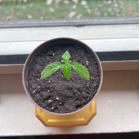 Skywalker OG Auto #1 growlog timeline photo