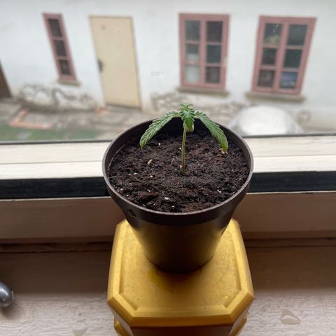Skywalker OG Auto #1 growlog timeline photo