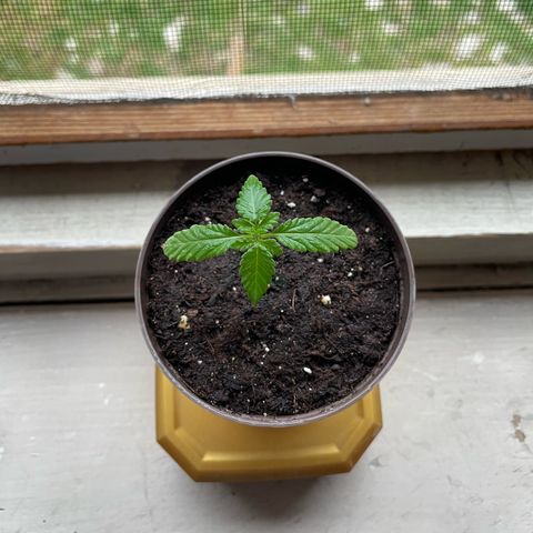 Skywalker OG Auto #1 growlog timeline photo