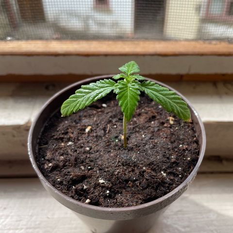 Skywalker OG Auto #1 growlog timeline photo