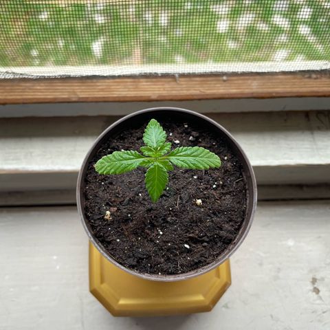 Skywalker OG Auto #1 growlog timeline photo
