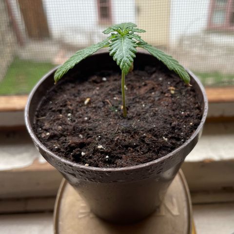 Skywalker OG Auto #1 growlog timeline photo