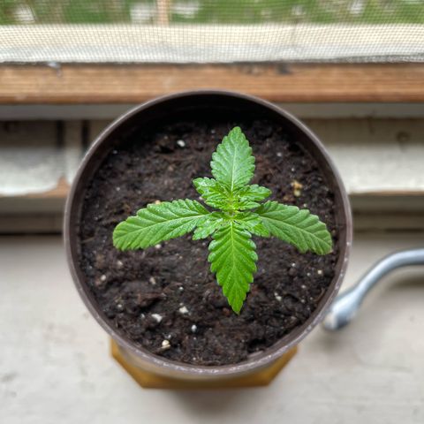 Skywalker OG Auto #1 growlog timeline photo
