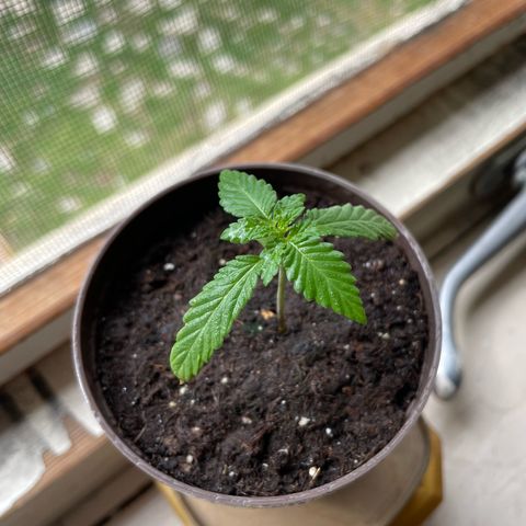 Skywalker OG Auto #1 growlog timeline photo