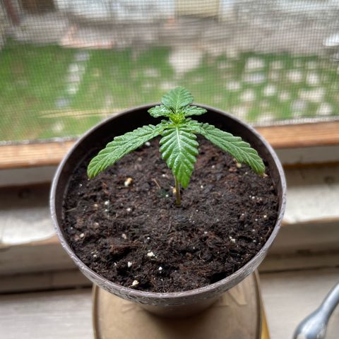 Skywalker OG Auto #1 growlog timeline photo