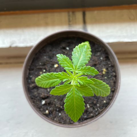 Skywalker OG Auto #1 growlog timeline photo