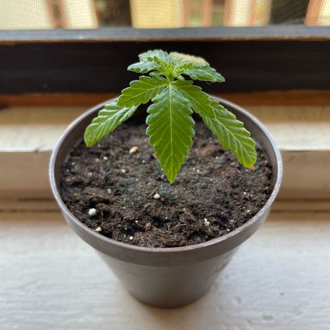 Skywalker OG Auto #1 growlog timeline photo