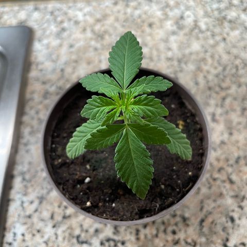 Skywalker OG Auto #1 growlog timeline photo
