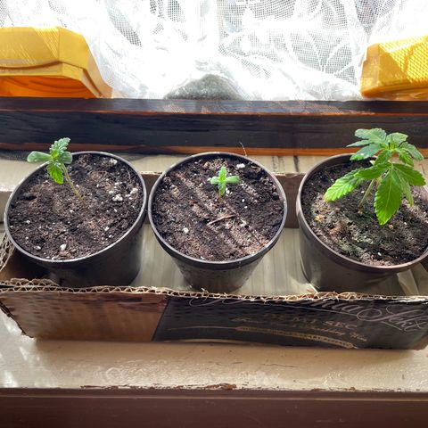Skywalker OG Auto #1 growlog timeline photo