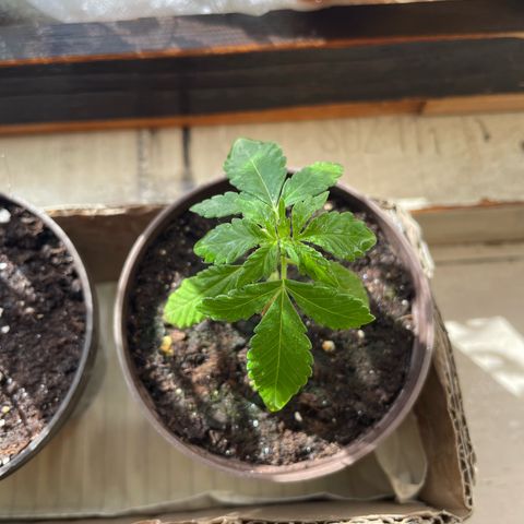 Skywalker OG Auto #1 growlog timeline photo