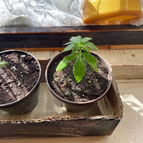 Skywalker OG Auto #1 growlog timeline photo