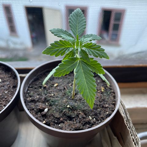 Skywalker OG Auto #1 growlog timeline photo