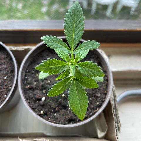 Skywalker OG Auto #1 growlog timeline photo