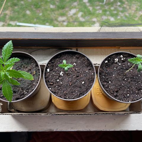 Skywalker OG Auto #1 growlog timeline photo