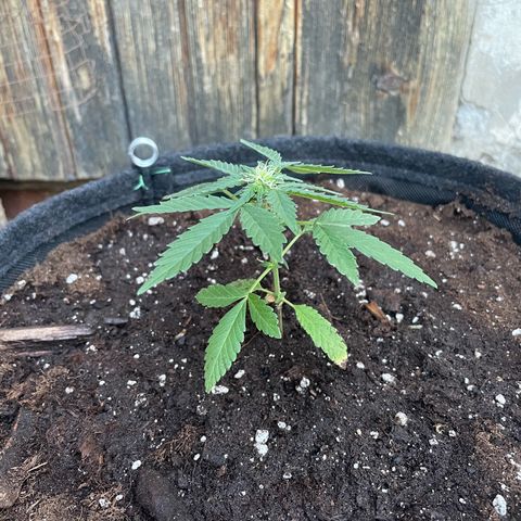 Skywalker OG Auto #1 growlog timeline photo