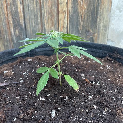 Skywalker OG Auto #1 growlog timeline photo