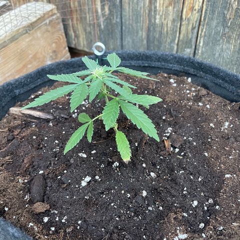 Skywalker OG Auto #1 growlog timeline photo