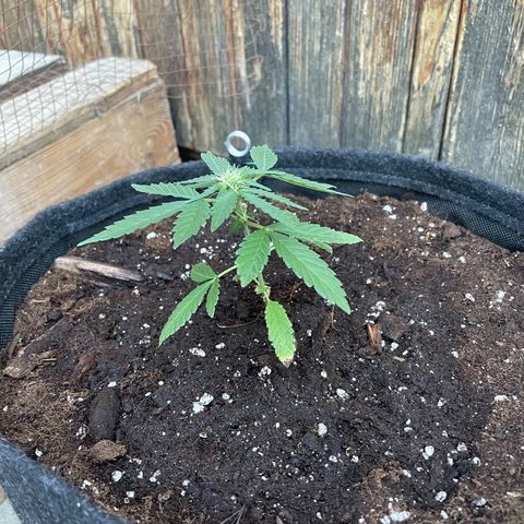 Skywalker OG Auto #1 growlog timeline photo