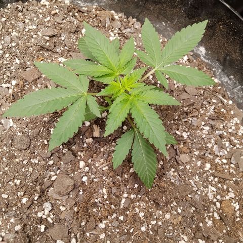 Super Skunk(purple) growlog timeline photo