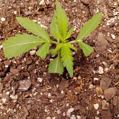 Super Skunk (green) growlog timeline photo