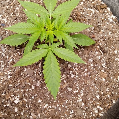 Super Skunk(orange) growlog timeline photo