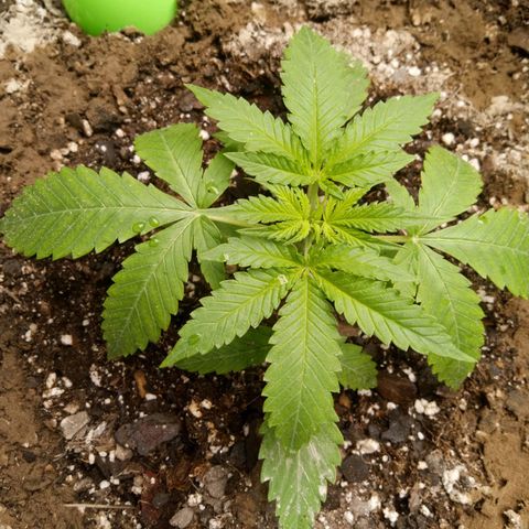 Super Skunk (green) growlog timeline photo