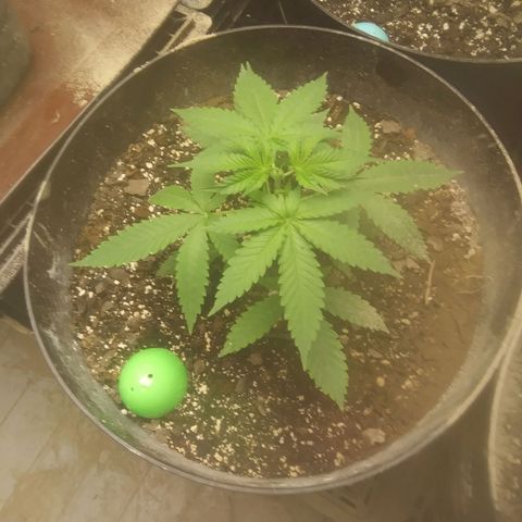 Super Skunk (green) growlog timeline photo