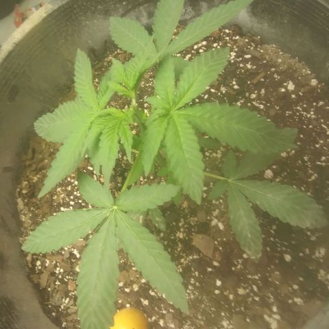 Super Skunk(orange) growlog photo: Topped