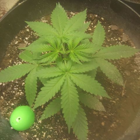 Super Skunk (green) growlog photo: Topped