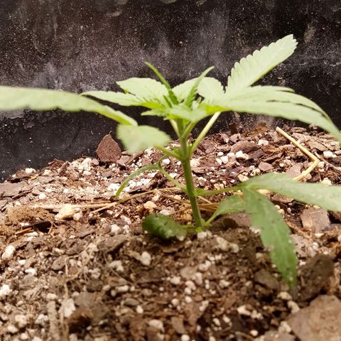 Super Skunk(purple) growlog photo: All runt (tiny plant)