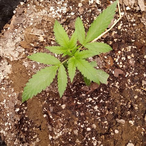 Super Skunk(purple) growlog photo: All runt (tiny plant)