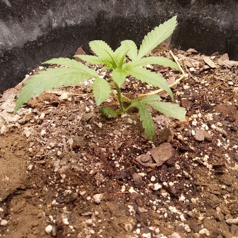 Super Skunk(purple) growlog photo: All runt (tiny plant)