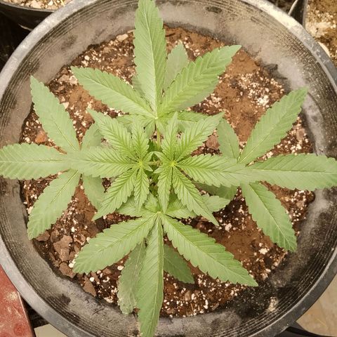 Super Skunk(orange) growlog timeline photo