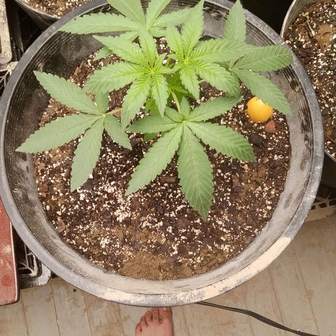 Super Skunk(orange) growlog photo: Orange after lower defoliation 