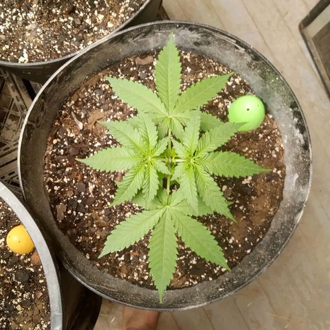 Super Skunk (green) growlog photo: Green after lower defoliation 