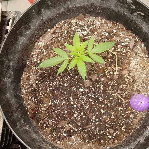 Super Skunk(purple) growlog photo: Purple is still hanging in there poor girl had the cat sneak in a shit in the pot yesterday .