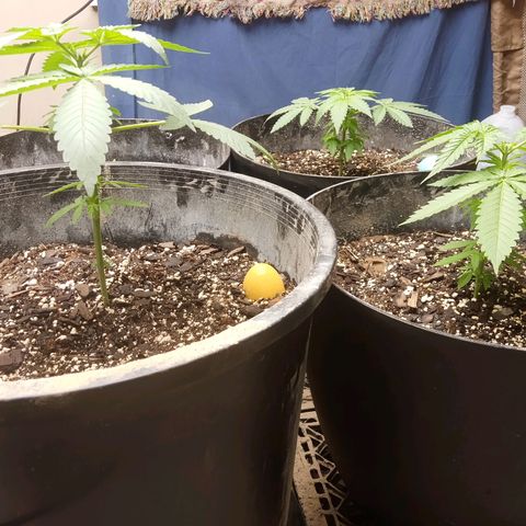 Super Skunk (green) growlog photo: Everyone's showing off their new cut