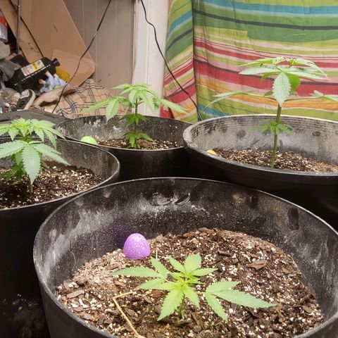 Super Skunk (green) growlog photo: Everyone's showing off their new cut