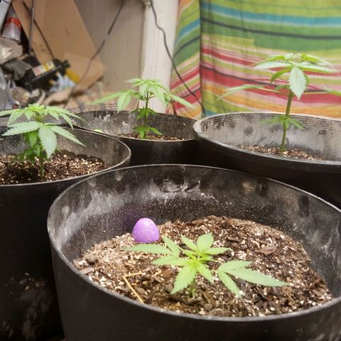 Super Skunk (green) growlog photo: Everyone's showing off their new cut