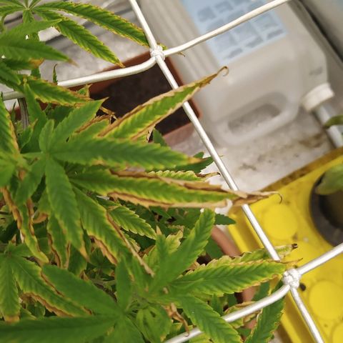 Critical #1 growlog timeline photo