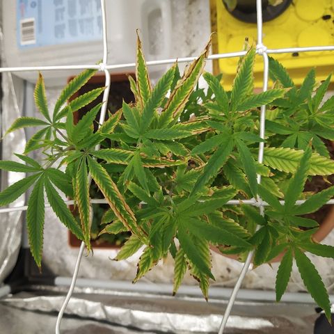 Critical #1 growlog timeline photo