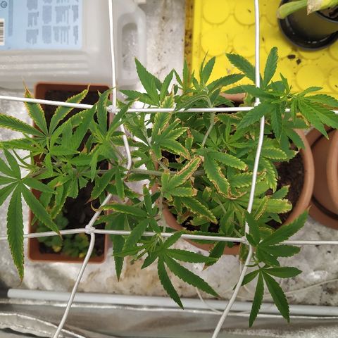 Critical #1 growlog timeline photo